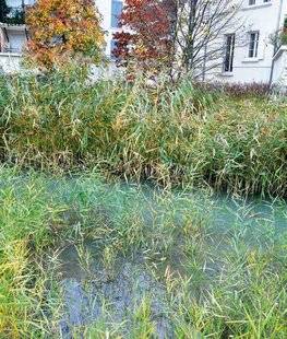 L'Ami des Jardins 1167 FAUT-IL FAUCARDER MAINTENANT ?