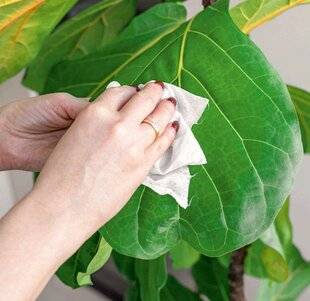L'Ami des Jardins 1167 À CHAQUE FEUILLE, SON NETTOYAGE
