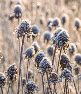 L'Ami des Jardins 1167 LAISSER EN PLACE LES FLEURS FANÉES