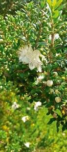 L'Ami des Jardins 1167 Quelle est cette plante ?