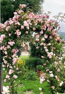 L'Ami des Jardins 1167 UNE LIANE EXUBÉRANTE