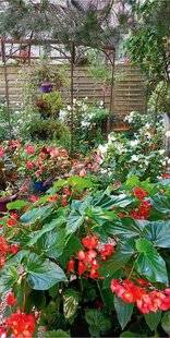 L'Ami des Jardins 1167 VOS PLUS BELLES SCÈNES DE JARDIN