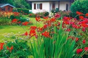 L'Ami des Jardins 1167 ADMIRATRICE