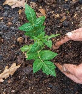 L'Ami des Jardins 1167 Mes pieds de tomates sont coupés à la base