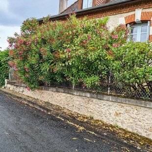 L'Ami des Jardins 1167 VIGOUREUSE MÉDITERRANÉENNE