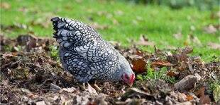 L'Ami des Jardins 1167 DES POULES NAINES pour éleveur débutant
