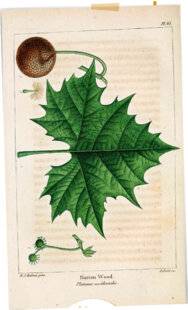 L'Ami des Jardins 1167 LE PLATANE COMMUN