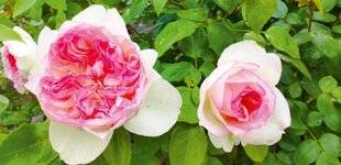 L'Ami des Jardins 1168 LES NOUVEAUX ROSIERS 2024