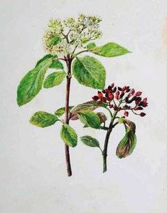 L'Ami des Jardins 1168 VIORNES ET BOULES DE NEIGE