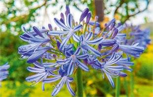 L'Ami des Jardins 1168 A COMME AGAPANTHES BOULES DE FLEURS