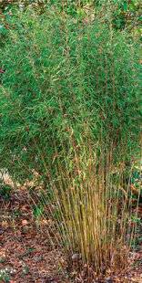 L'Ami des Jardins 1168 B COMME BAMBOUS NAINS ILS NE CAVALENT PAS !