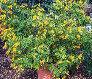 L'Ami des Jardins 1168 C COMME CASSIA TRÈS LONGUE FLORAISON PARFUMÉE