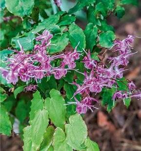 L'Ami des Jardins 1168 E COMME EPIMEDIUM FLEURS DES ELFES POUR LES SOUS-BOIS
