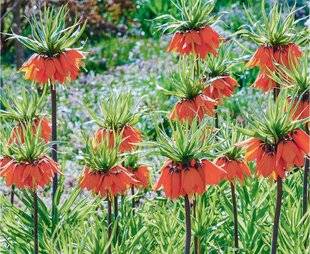 L'Ami des Jardins 1168 F COMME FRITILLAIRE IMPÉRIALE REINE DU PRINTEMPS