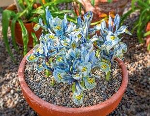 L'Ami des Jardins 1168 I COMME IRIS BULBEUX JOLIES MINIATURES