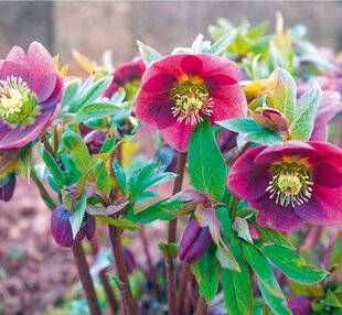 L'Ami des Jardins 1168 H COMME HELLEBORE ROSES DE NOËL ET ROSES DE CARÊME