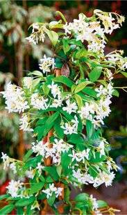 L'Ami des Jardins 1168 J COMME JASMIN ÉTOILÉ GRIMPANT ET PARFUMÉ