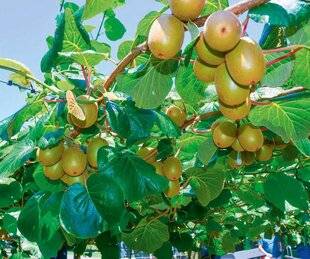 L'Ami des Jardins 1168 K COMME KIWI ET KIWAÏS FRUITS COLORÉS