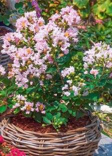 L'Ami des Jardins 1168 L COMME LILAS DES INDES MÊME AU NORD DE LA LOIRE !