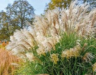 L'Ami des Jardins 1168 M COMME MISCANTHUS DES GÉANTS DANS LE VENT !