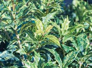 L'Ami des Jardins 1168 O COMME OSMANTHE PARFUMÉ POUR LES CLIMATS DOUX
