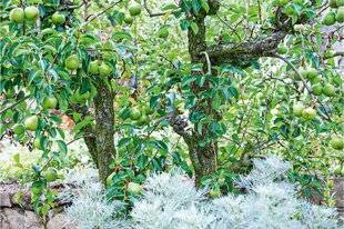 L'Ami des Jardins 1168 P COMME POIRIER BEAU ET SAVOUREUX
