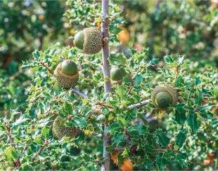 L'Ami des Jardins 1168 Q COMME QU ERCUS LE ROI DE NOS FORÊTS