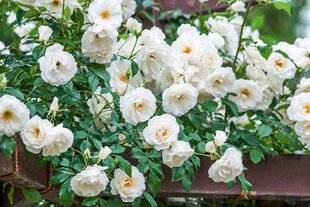 L'Ami des Jardins 1168 R COMME ROSIERS DES VARIÉTÉS QUI RÉSISTENT AUX MALADIES