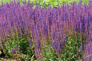 L'Ami des Jardins 1168 S COMME SAUGE DES BOIS POUR ATTIRER LES POLLINISATEURS