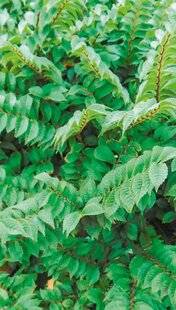 L'Ami des Jardins 1168 U COMME ULMUS LE RETOUR DES ORMES