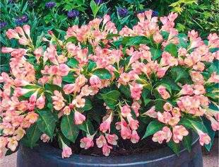 L'Ami des Jardins 1168 W COMME WEIGELIA UN ARBUSTE SANS SOUCI
