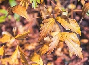 L'Ami des Jardins 1168 X COMME XANTHORHIZA SIMPLICISSIMA UN ARBUSTE À DÉCOUVRIR