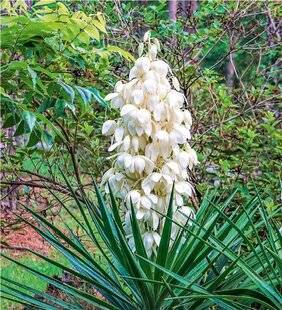L'Ami des Jardins 1168 Y COMME YUCCA UNE FLORAISON IMPRESSIONNANTE