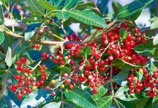 L'Ami des Jardins 1168 Z COMME ZANTHOXYLUM DU POIVRE CHEZ SOI