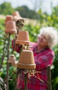 L'Ami des Jardins 1168 Protéger les forficules