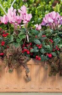 L'Ami des Jardins 1168 Pour colorer l'hiver