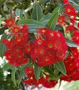 L'Ami des Jardins 1168 Bien choisir son eucalyptus