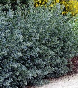 L'Ami des Jardins 1168 L'arroche maritime pour de belles haies