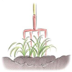 L'Ami des Jardins 1168 MULTIPLIER LES LUZULES