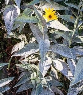 L'Ami des Jardins 1168 LES RUDBECKIAS ONT MAUVAISE MINE