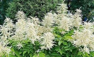 L'Ami des Jardins 1168 DES PLANTES QUI DRAINENT LE SOL