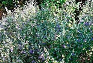 L'Ami des Jardins 1168 DES FLEURS BLEUES TOUT L'HIVER