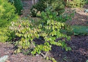 L'Ami des Jardins 1168 PLANTER UN ARBRE DE FER