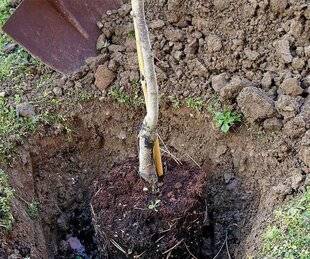 L'Ami des Jardins 1168 BIEN FAIRE SES TROUS DE PLANTATION