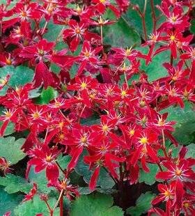 L'Ami des Jardins 1168 UNE FLORAISON À L'OMBRE