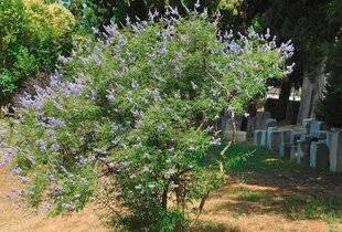 L'Ami des Jardins 1168 PLANTER LE GATTILIER