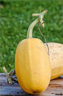 L'Ami des Jardins 1168 DEUX SAVOUREUSES COURGES SPAGHETTIS !