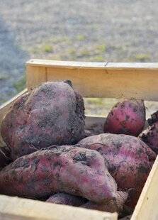 L'Ami des Jardins 1168 BIEN CONSERVER LES PATATES DOUCES