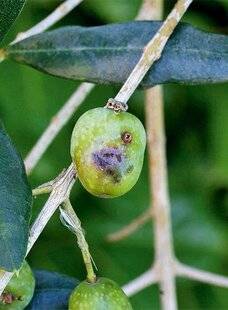 L'Ami des Jardins 1168 VOS OLIVIERS SONT CONVOITÉS