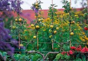 L'Ami des Jardins 1168 GAGNER DE LA PLACE AVEC DES ARBRES EN ESPALIER